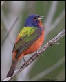 _0SB1118 painted bunting